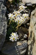 Saxifraga marginata